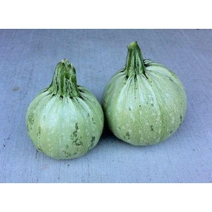Summer Squash Seeds