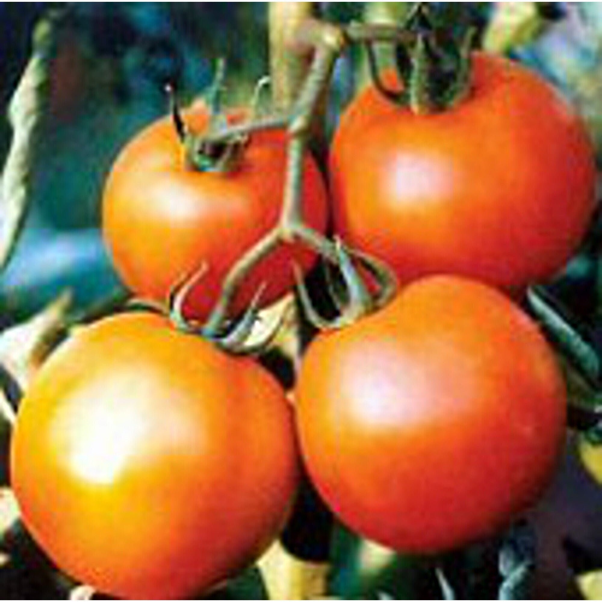 Mira Tomato Seeds