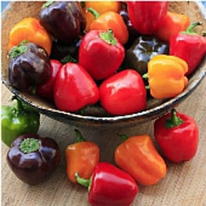 May include: A bowl filled with a variety of colorful mini bell peppers, including red, orange, yellow, and green. Some of the peppers are brown.