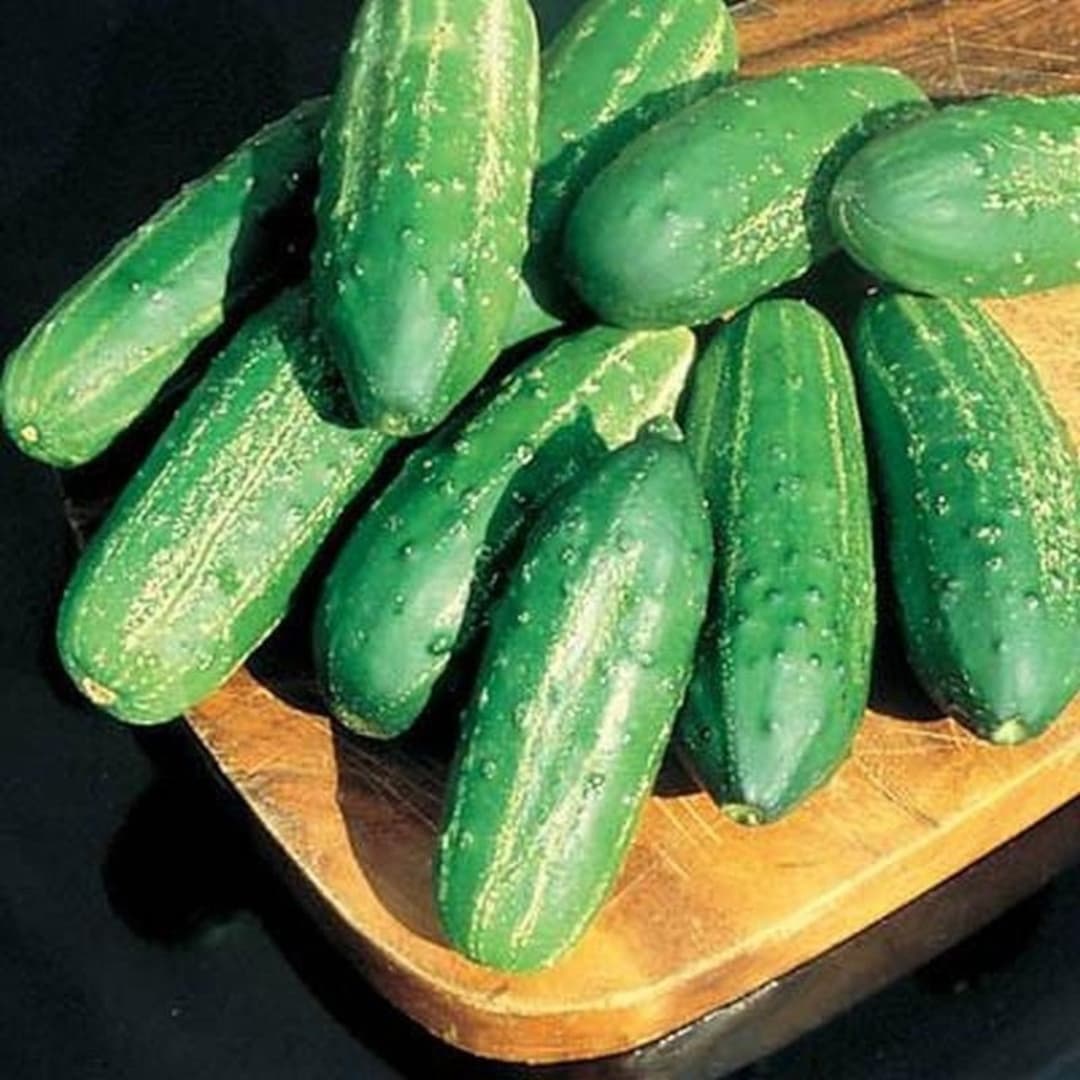 Regal High Yield F1 Pickling Cucumber Seeds - Etsy