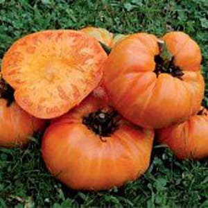 May include: A group of orange heirloom tomatoes with a deep orange color and a slightly wrinkled texture. The tomatoes are arranged in a pile on a bed of green grass.