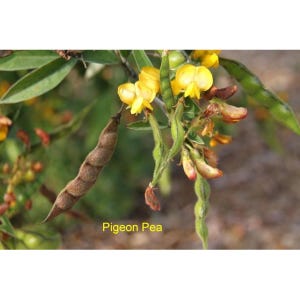 May include: Close-up of a pigeon pea plant with yellow flowers and brown seed pods. The text "Pigeon Pea" is visible at the bottom of the image.