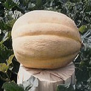 May include: A large, light-yellow pumpkin with horizontal ridges. The pumpkin is sitting on a wooden surface, surrounded by green foliage. The pumpkin's size and color suggest it is ripe and ready for harvest.