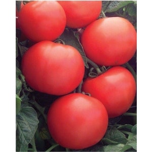 May include: Close-up of a cluster of ripe red tomatoes on a vine. The tomatoes are round and smooth, with a glossy finish.