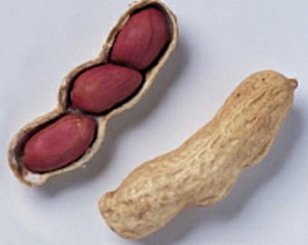 Tennessee Red Valencia Peanuts Seeds