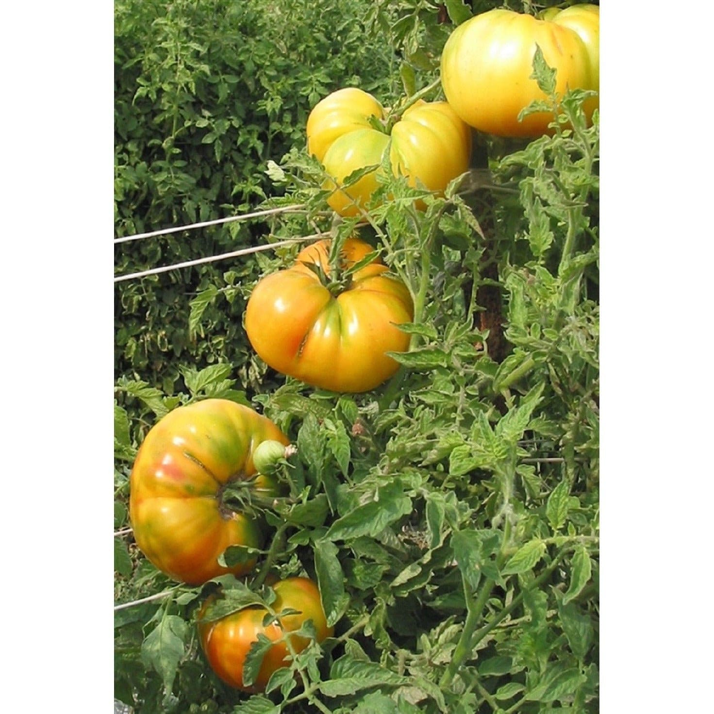 arugula rocket plant Leafy Greens Arugula 200 Non-GMO, Heirloom Seeds