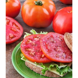 May include: A green plate with a sandwich made with two slices of bread, lettuce, cheese, and two slices of red tomato.