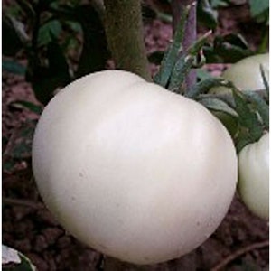 White Snowball Tomato Seeds