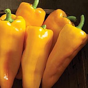 May include: Five yellow bell peppers, arranged in a basket. The peppers are all smooth and shiny, with a bright yellow color.
