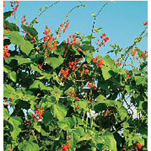 May include: A close-up of a green vine with red flowers and pods. The vine is growing up a trellis and the flowers are in bloom. The pods are green and are starting to turn red.
