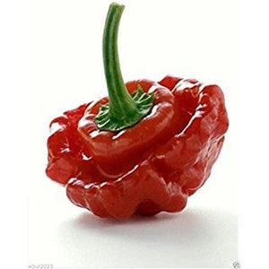 Scotch Bonnet Hot Pepper Seeds (Red Strain 3)