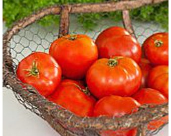 Graines de tomate Mountain Pride