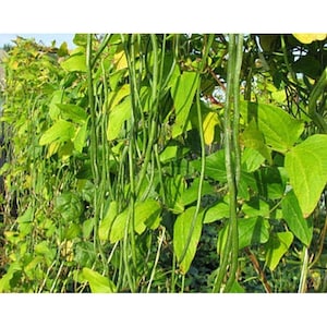 Akasanjaku Yard Long Bean Seeds
