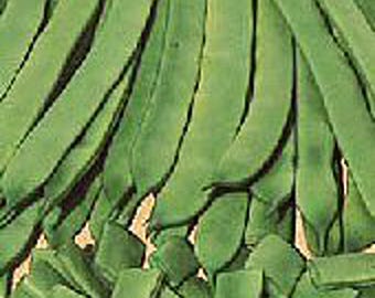 May include: A bunch of fresh green string beans, piled high, ready to be cooked.