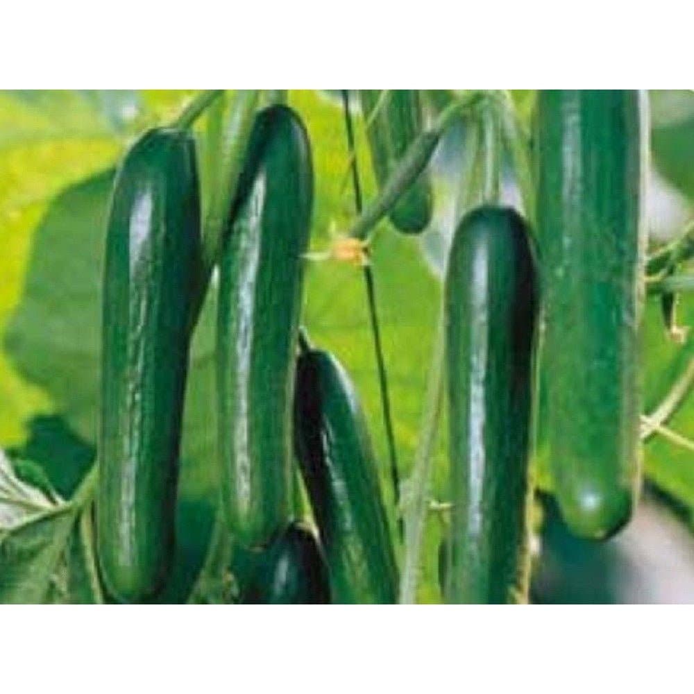 Samir Hybrid Beit Alpha Cucumber Seeds