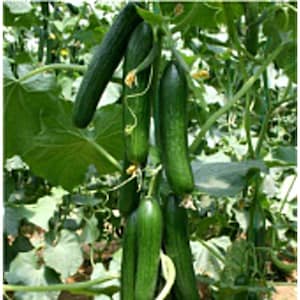 May include: Close-up of green cucumbers growing on a vine in a greenhouse. The cucumbers are long and slender, with a smooth, dark green skin.