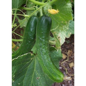 May include: Two fresh, green cucumbers growing on a vine with large, textured leaves. A small yellow flower is visible near the top of the image. The cucumbers have a bumpy texture and are a vibrant green color.