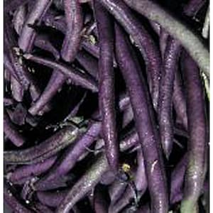 May include: A bunch of purple string beans. The beans are fresh and have a glossy sheen.