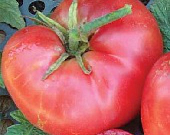 May include: A close-up of a ripe, red tomato with a green stem and leaves. The tomato has a slightly irregular shape and a smooth, shiny skin. The image is well-lit, showing the tomato's texture and color.