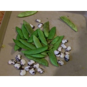 May include: A pile of green pea pods and white beans with brown spots on a brown surface.