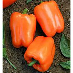 May include: Three bright orange bell peppers, with a smooth, glossy skin, are arranged on a bed of brown soil. The peppers are all plump and ripe, with a slightly pointed shape.