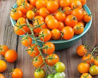 Sun Gold Hybrid Cherry Tomato Seeds (25 Seeds)