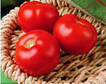 Florida 91 Tomato Seeds