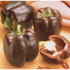 Chocolate Beauty Bell Pepper Seeds