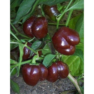 Miniature Chocolate Sweet Bell Pepper Seeds