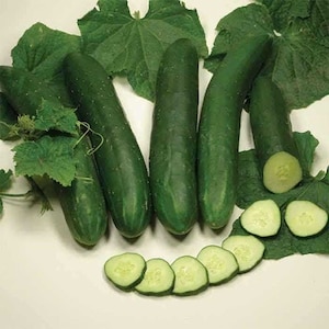 May include: Five dark green cucumbers with light green leaves. The cucumbers are about 10 inches long and are arranged in a semi-circle. There are also several slices of cucumber in the image.