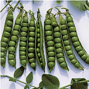 Green Arrow Sweet Peas Seeds