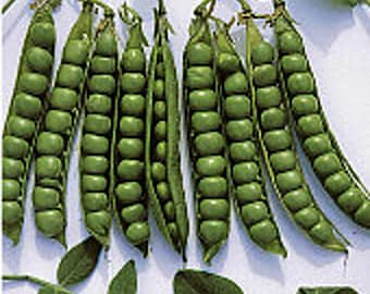 May include: Close-up of nine green pea pods, each containing multiple peas. The pods are arranged in a row on a white surface.