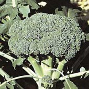 May include: A close-up of a green broccoli head growing in a garden. The broccoli is large and has many florets.