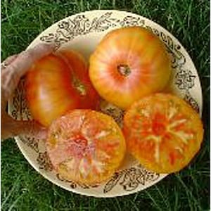 May include: Four ripe tomatoes in a white bowl with a floral pattern. The tomatoes are orange and red with a yellow hue.