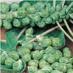 Roodnerf Brussels Sprouts Seeds