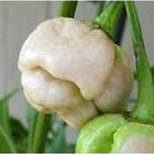 May include: A close-up of a white pepper with a wrinkled texture, growing on a green stem. The pepper is partially obscured by a green leaf.