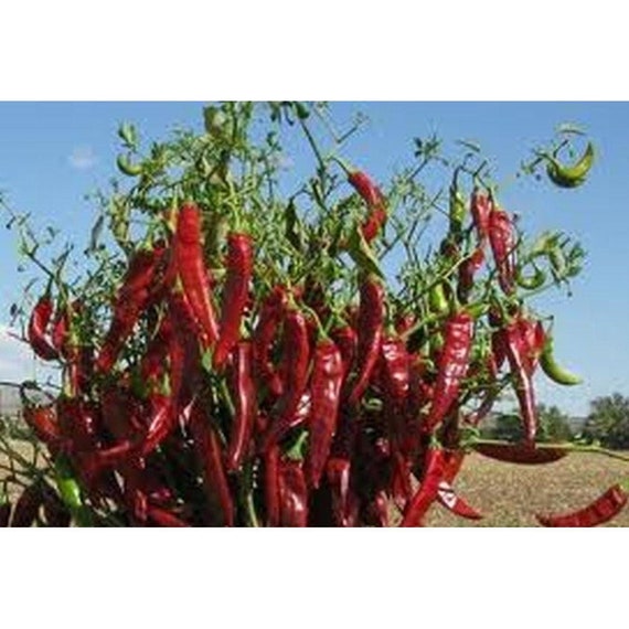 Guajillo Chile Pepper Seeds