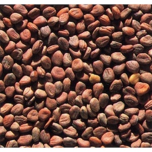 Daikon Giant Radish Seeds