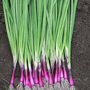 May include: A bunch of green scallions with purple bulbs. The scallions are tied together at the base.