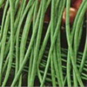 May include: A bunch of long, thin, green string beans. The beans are arranged in a vertical stack, with the tips of the beans pointing upwards.