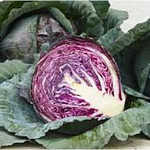 May include: A close-up of a red cabbage with purple and white veins. The cabbage is cut in half and shows the inside of the vegetable.