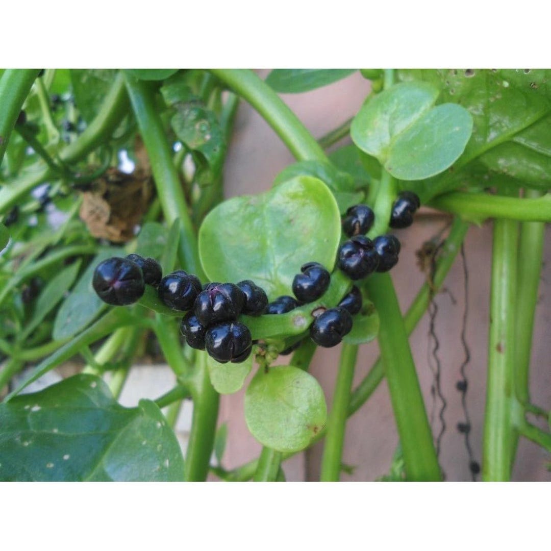 Malabar Spinach Seeds - Etsy