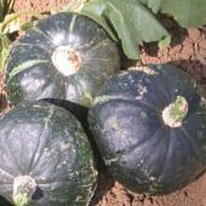 Emerald Strain Buttercup Squash Seeds