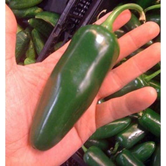 Giant jalapeno pepper