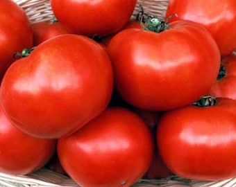 Florida 91 F1 Hybrid Tomato Seeds