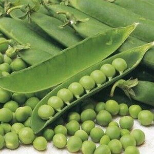 Sweet Provence Garden Pea Seeds