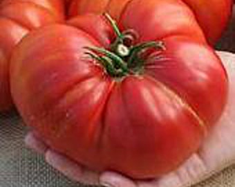 May include: A large, red, heirloom tomato with a green stem and leaves. The tomato is being held in a person's hand.