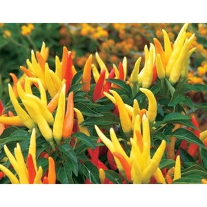 May include: A close-up of a plant with many small, thin, yellow and orange peppers. The peppers are growing in clusters on the plant, which has green leaves.