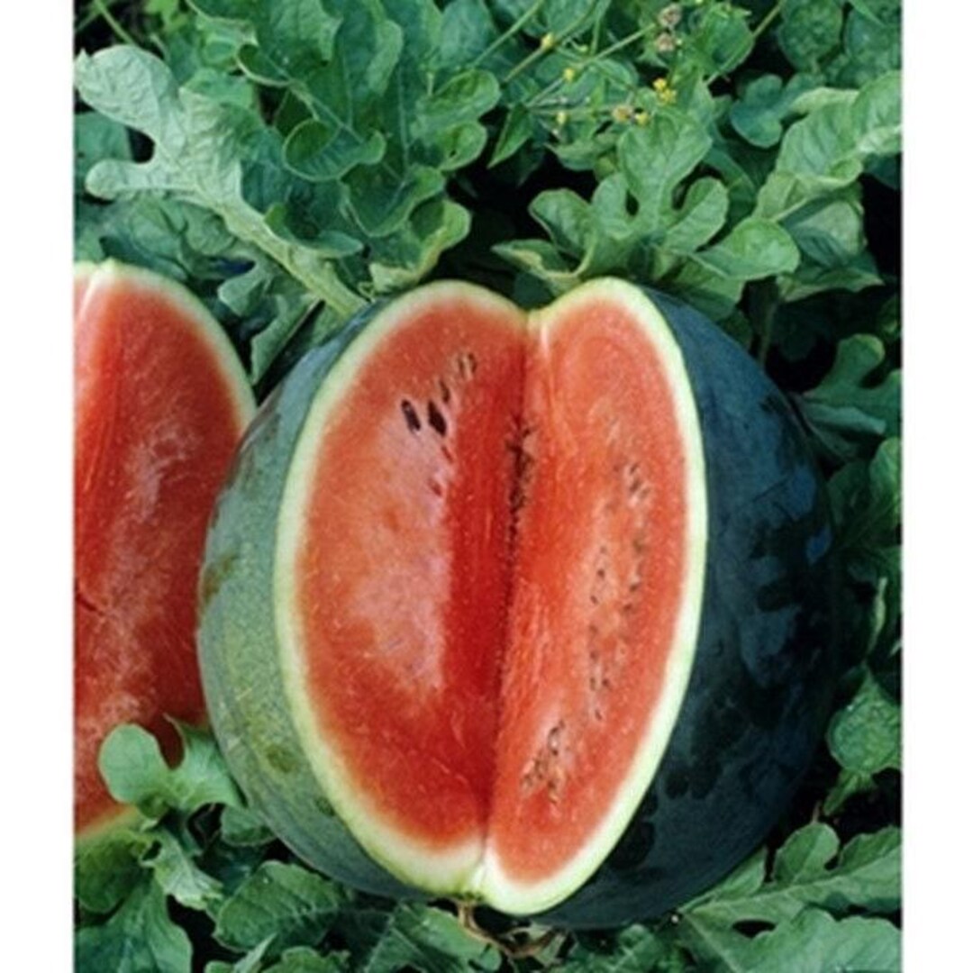thumbnail image 2 of 40 Florida Giant Watermelon Seeds – Everwilde Farms Heirloom Mylar Packet 2 of 2