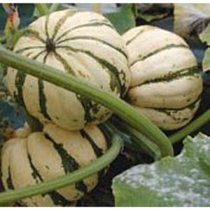 May include: Three striped squash with a white and green color scheme. The squash are growing on a vine with green leaves.